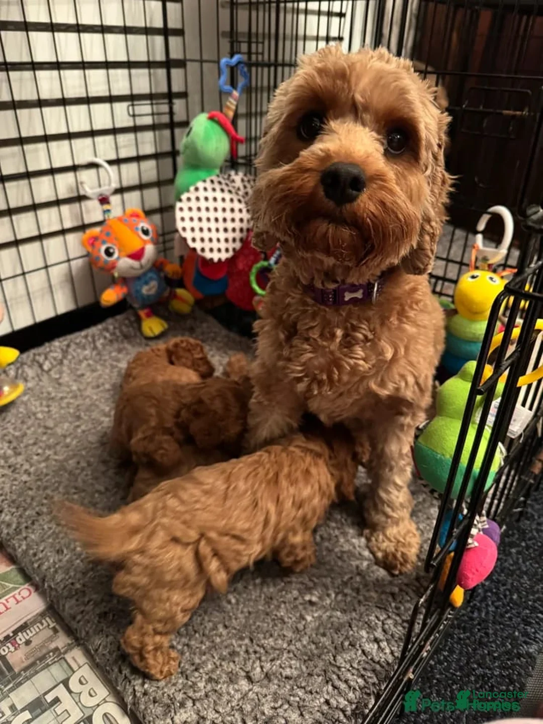 Cavapoo dogs for sale: Dave - Ad 2