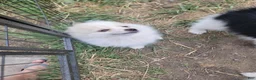 Pomeranian dogs for sale: Arcanine - Ad 16