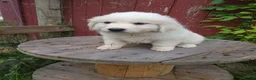 Great Pyrenees dogs for sale: Buck - Ad 4