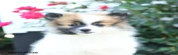 Pomeranian dogs for sale: Kathy - Ad 3