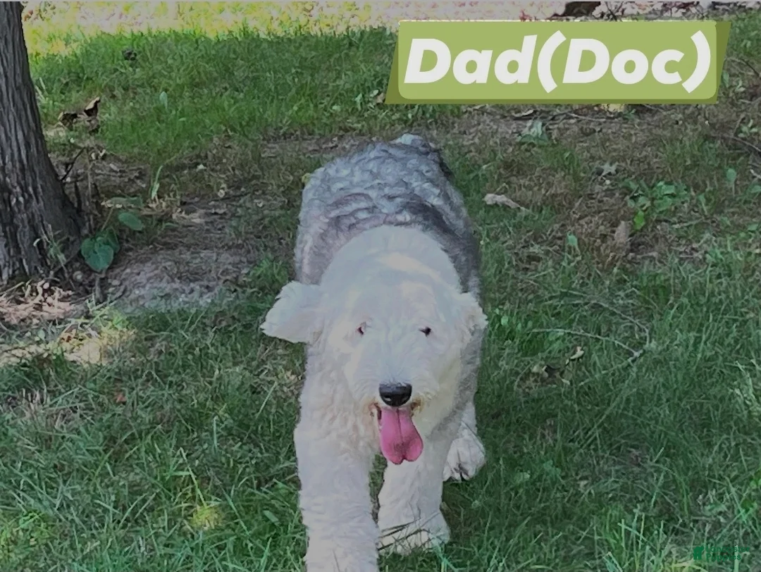 Sheepadoodle dogs for sale: Aster- black collar - Ad 4