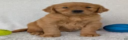 Golden Retriever dogs for sale: Domino  - Ad 1
