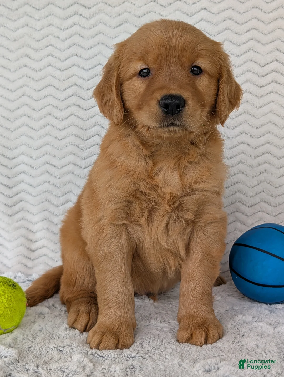 Golden Retriever dogs for sale: Domino  - Ad 1
