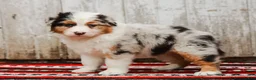 Australian Shepherd dogs for sale: Margaret - Ad 7