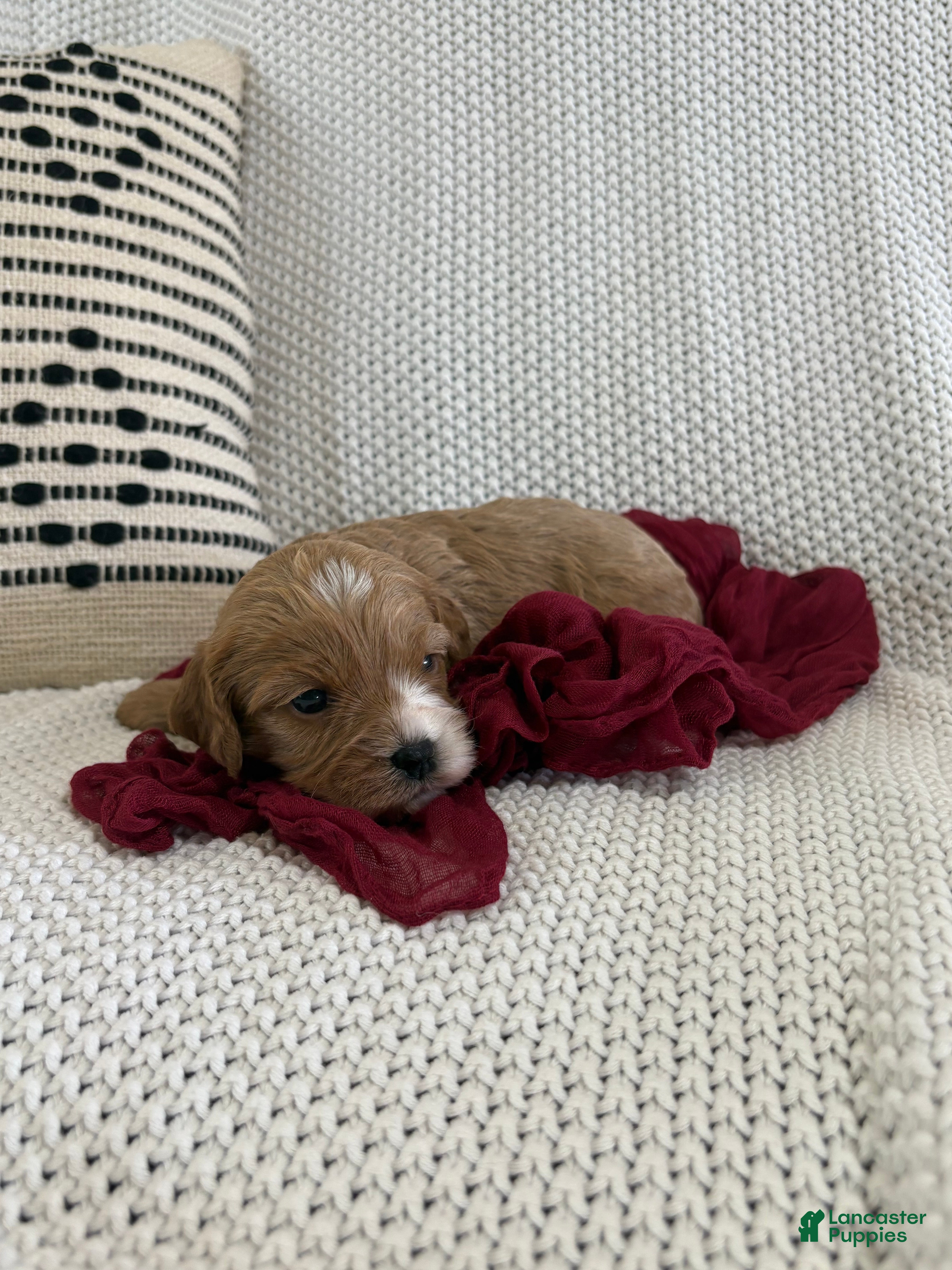Cavapoo dogs Pebbles - Ad 1