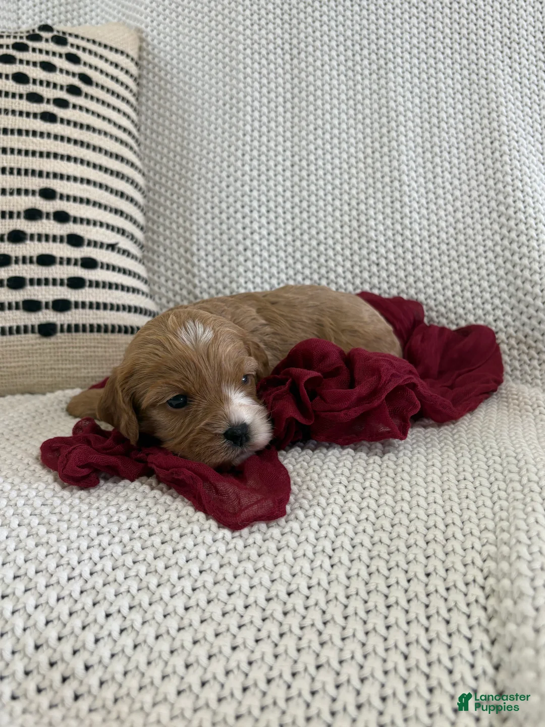 Cavapoo dogs for sale: Pebbles - Ad 1