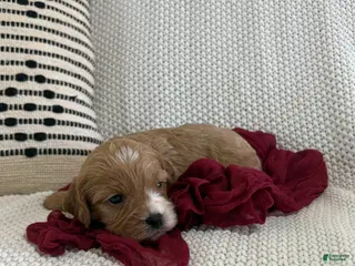 Cavapoo dogs for sale: Pebbles - Ad 1