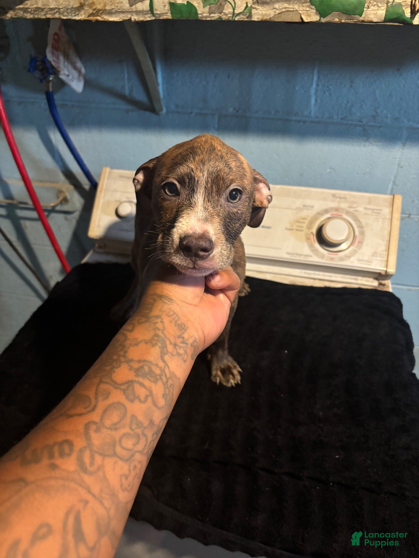 American Staffordshire Terrier dogs American Staffordshire Terrier 2 - Ad 2