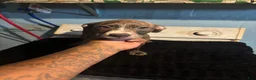 American Staffordshire Terrier dogs for sale: American Staffordshire Terrier 2 - Ad 2
