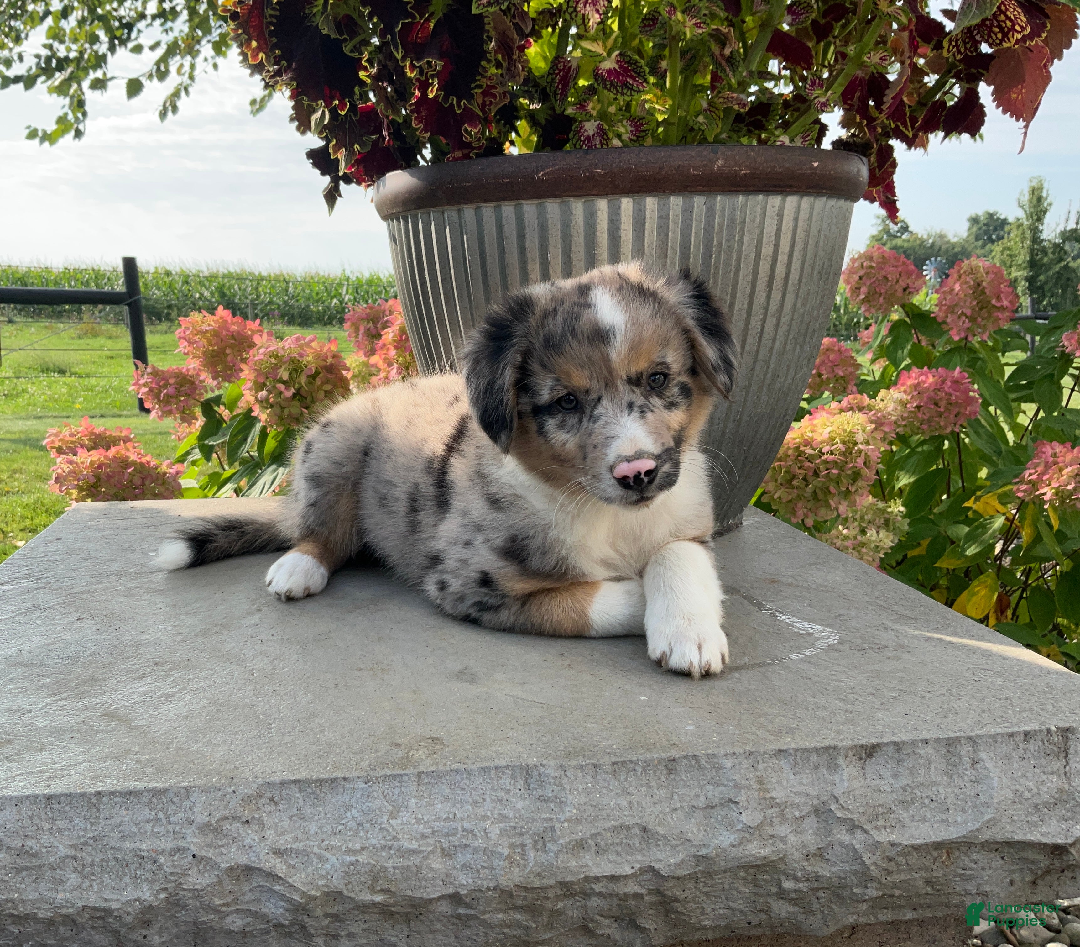 Mixed Breed dogs Bella - Ad 1