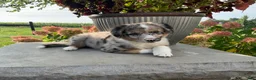 Mixed Breed dogs for sale: Bella - Ad 1