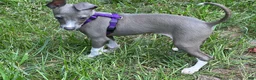 Italian Greyhound dogs for sale: Bandit - Ad 3