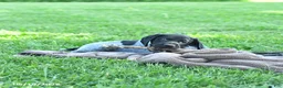 German Shorthaired Pointer dogs for sale: Gizmo - Ad 3