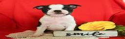 Boston Terrier dogs for sale: DeAnne - Ad 3