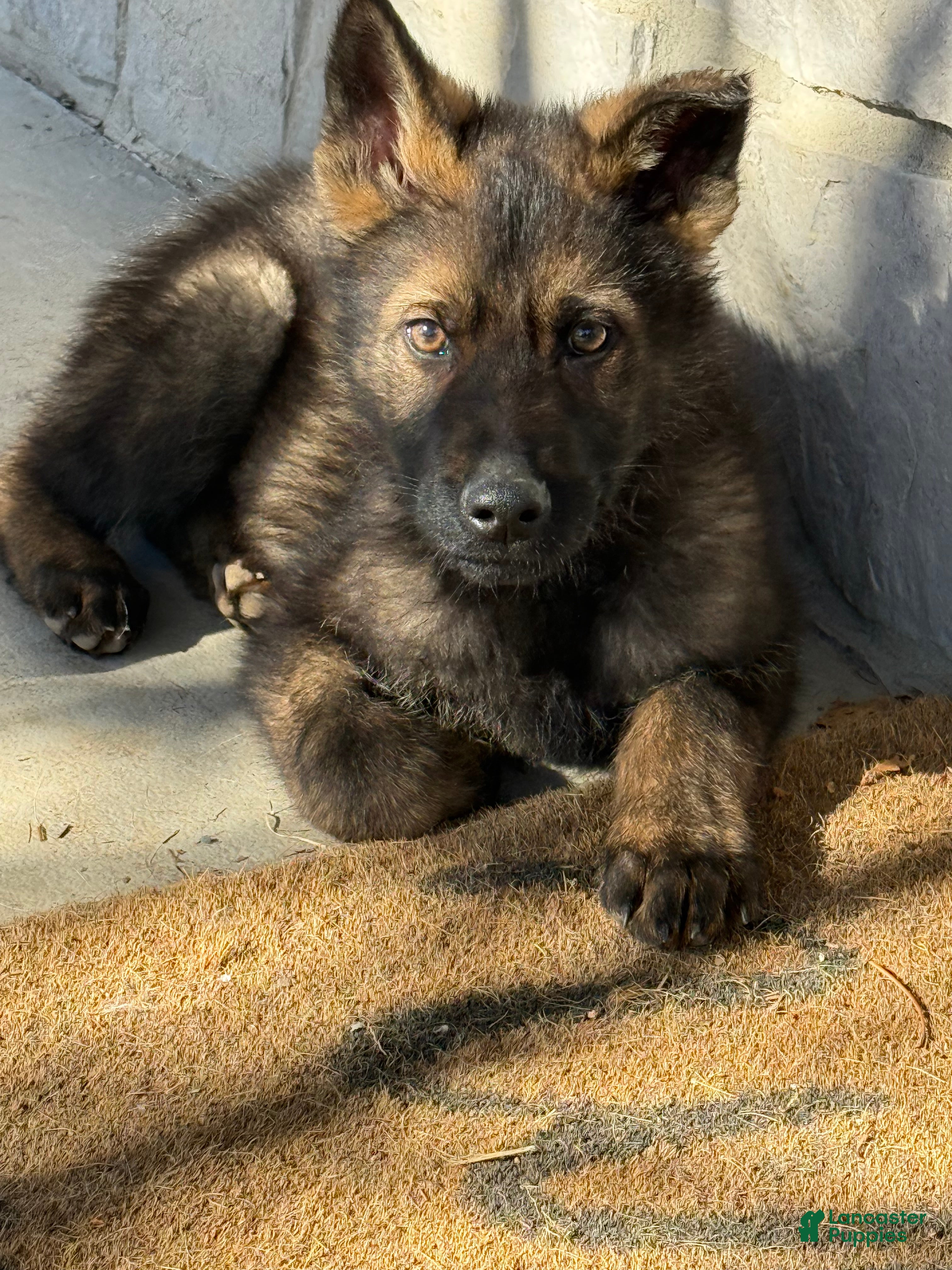 German Shepherd dogs German Shepherd Puppy 1 - Ad 2
