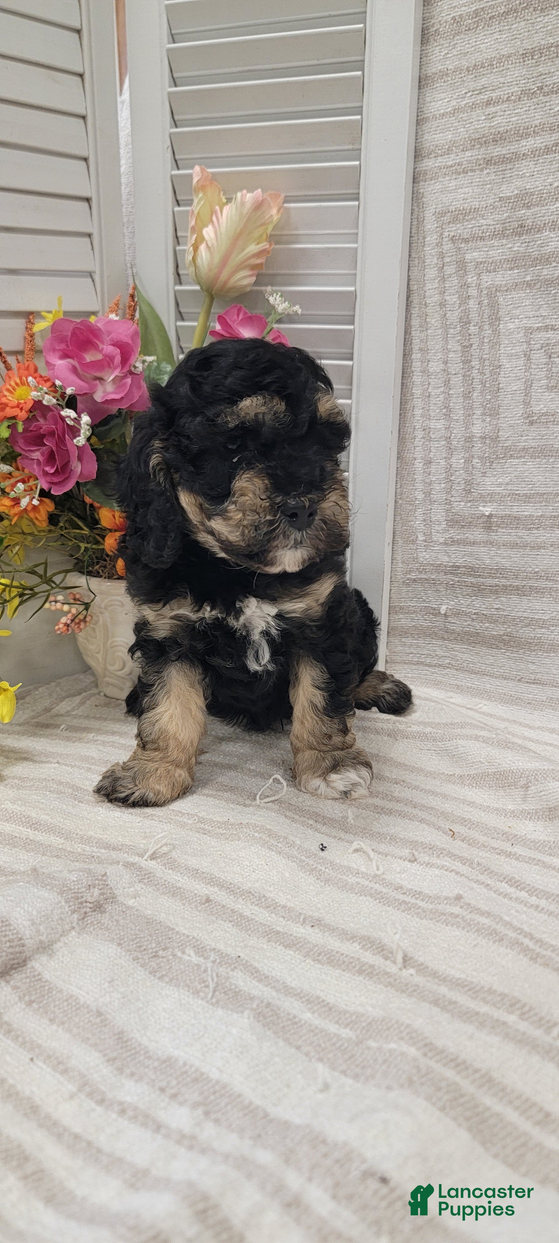 Cockapoo dogs Silas - Ad 2