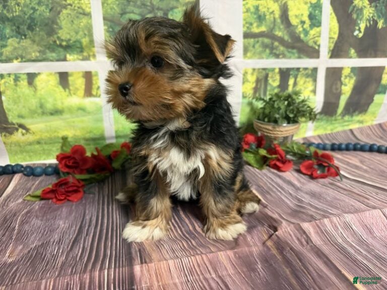 Yorkshire Terrier dogs Brent - Ad 2