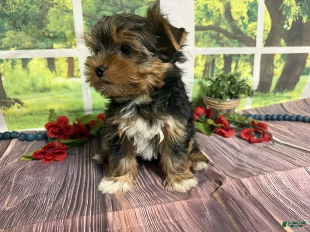 Yorkshire Terrier dogs for sale: Brent - Ad 2