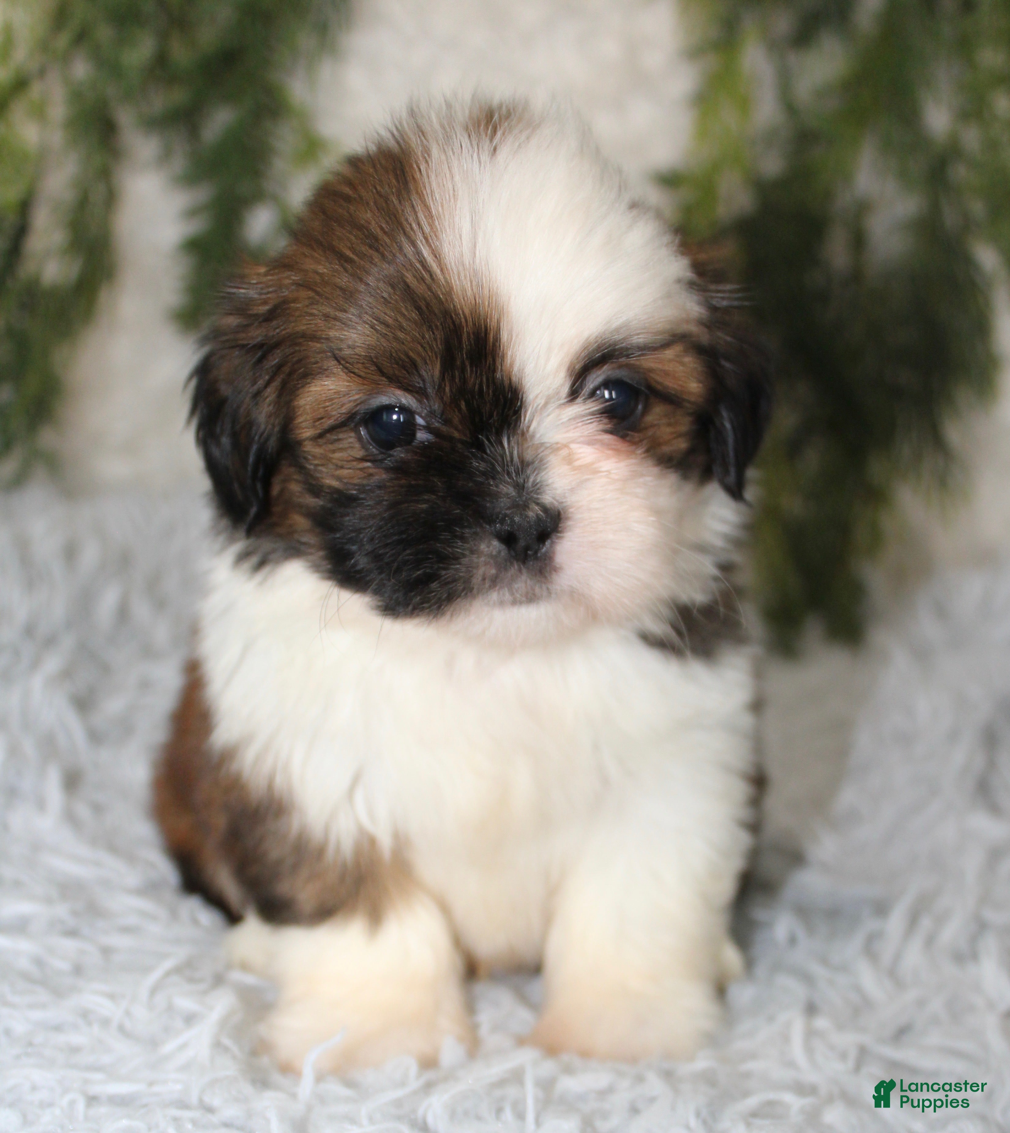 Shih Tzu dogs Shih Tzu 2 - Ad 36
