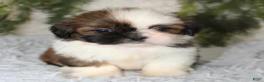 Shih Tzu 2
