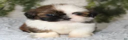 Shih Tzu dogs for sale: Shih Tzu 2 - Ad 1