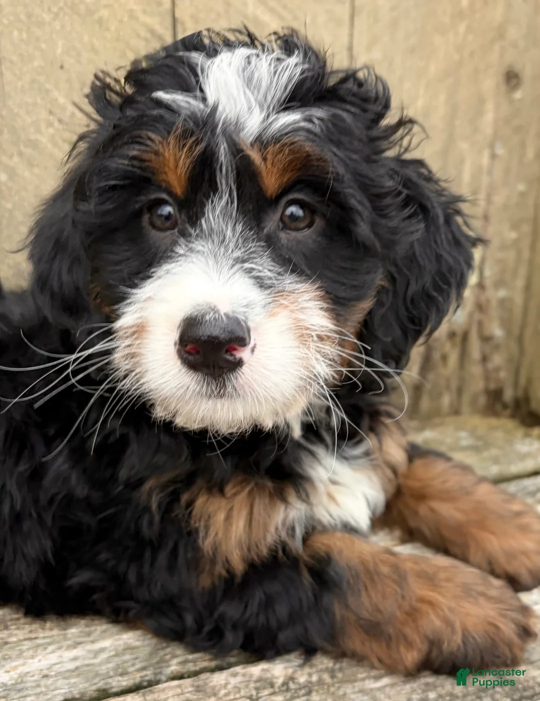 Mini Bernedoodle dogs for sale: 💗IN BOSTON MASSACHUSETTS AREA💗MINI BERNEDOODLE💗PETITE GIRL💗 - Ad 1