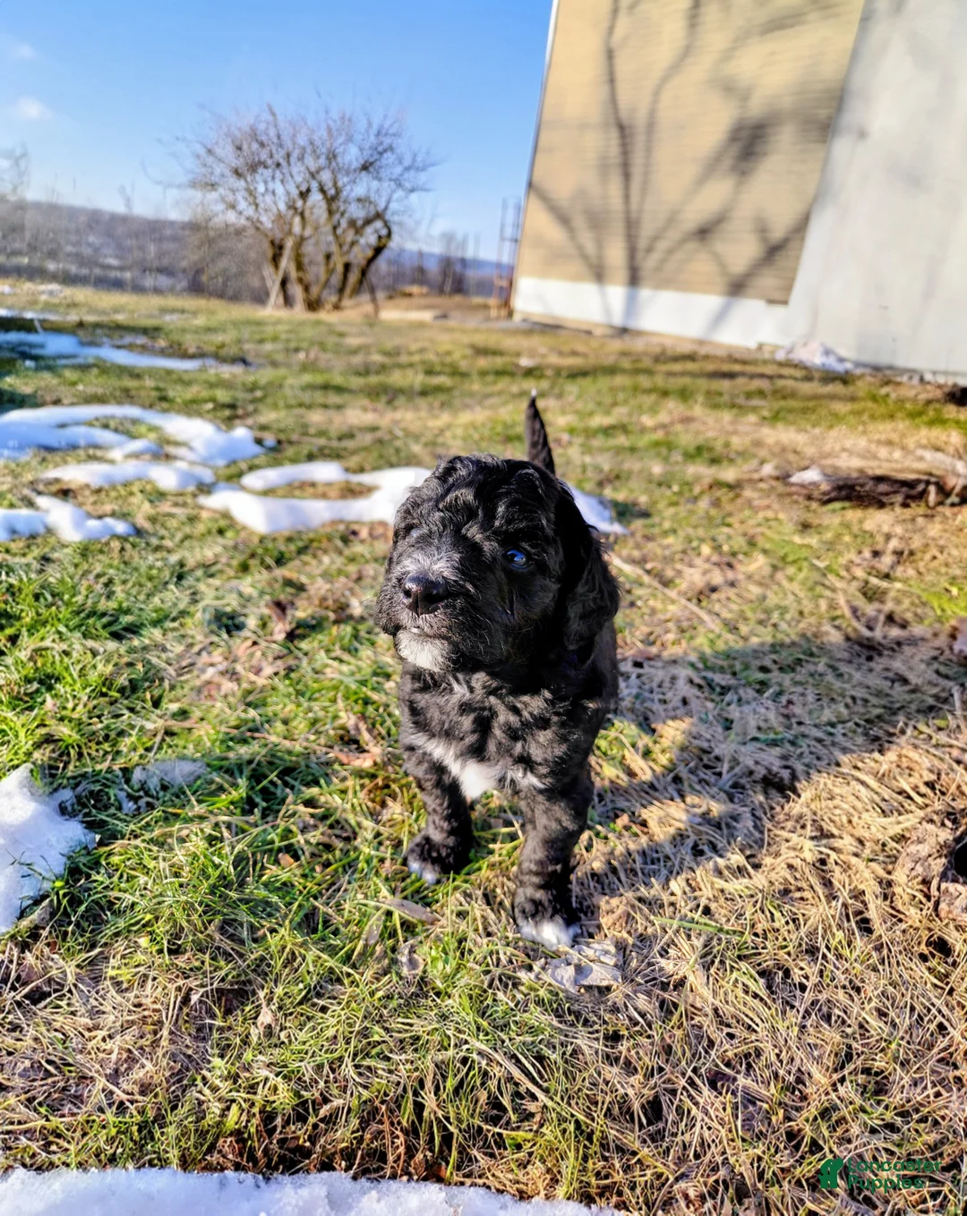 Mini Goldendoodle dogs for sale: Mini Goldendoodle Puppy CHELSEA - Ad 5