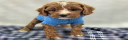 Cavapoo dogs for sale: Blizzard - Ad 19