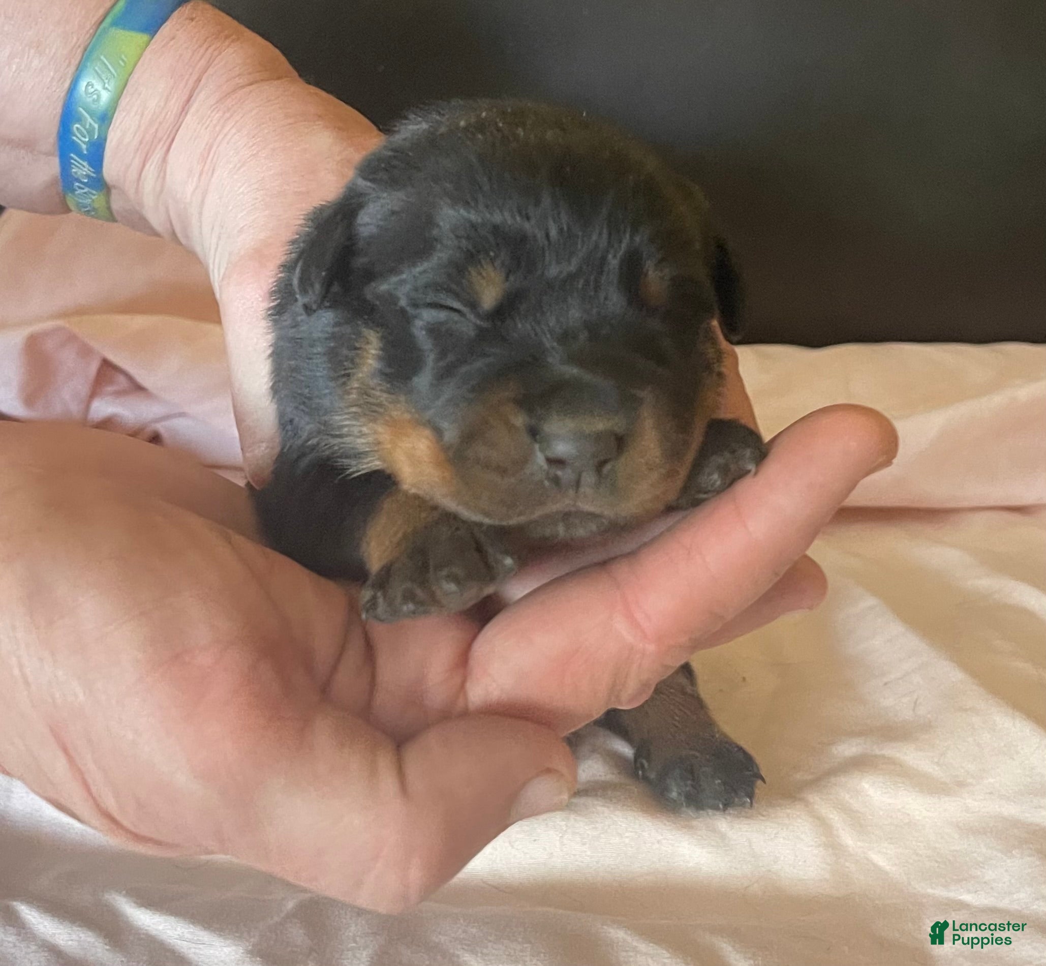 Rottweiler dogs Rottweiler Puppy 4. Maggie - Ad 1