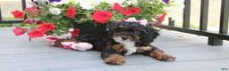 Miniature Poodle dogs for sale: Athena  - Ad 7