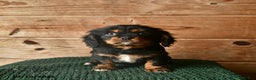 Cavalier King Charles Spaniel dogs for sale: Orlando  - Ad 2
