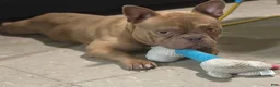 American Bully dogs for sale: Cash - Ad 6