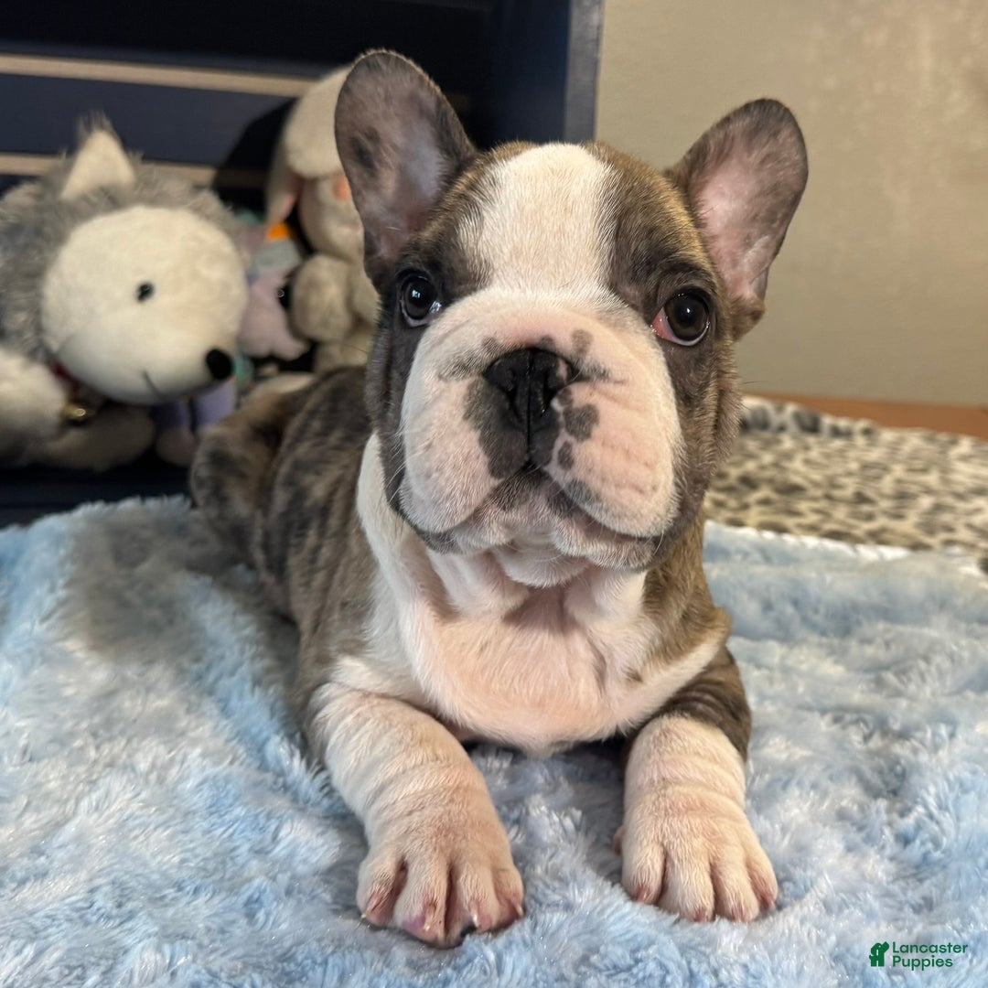 French Bulldog dogs for sale: Ben - Ad 1