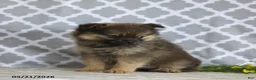 Pomeranian dogs for sale: Goldilocks - Ad 3