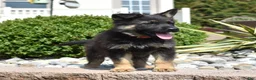 German Shepherd dogs for sale: Axel - Ad 3