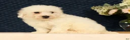 Bichon Frise dogs for sale: Indy - Ad 3