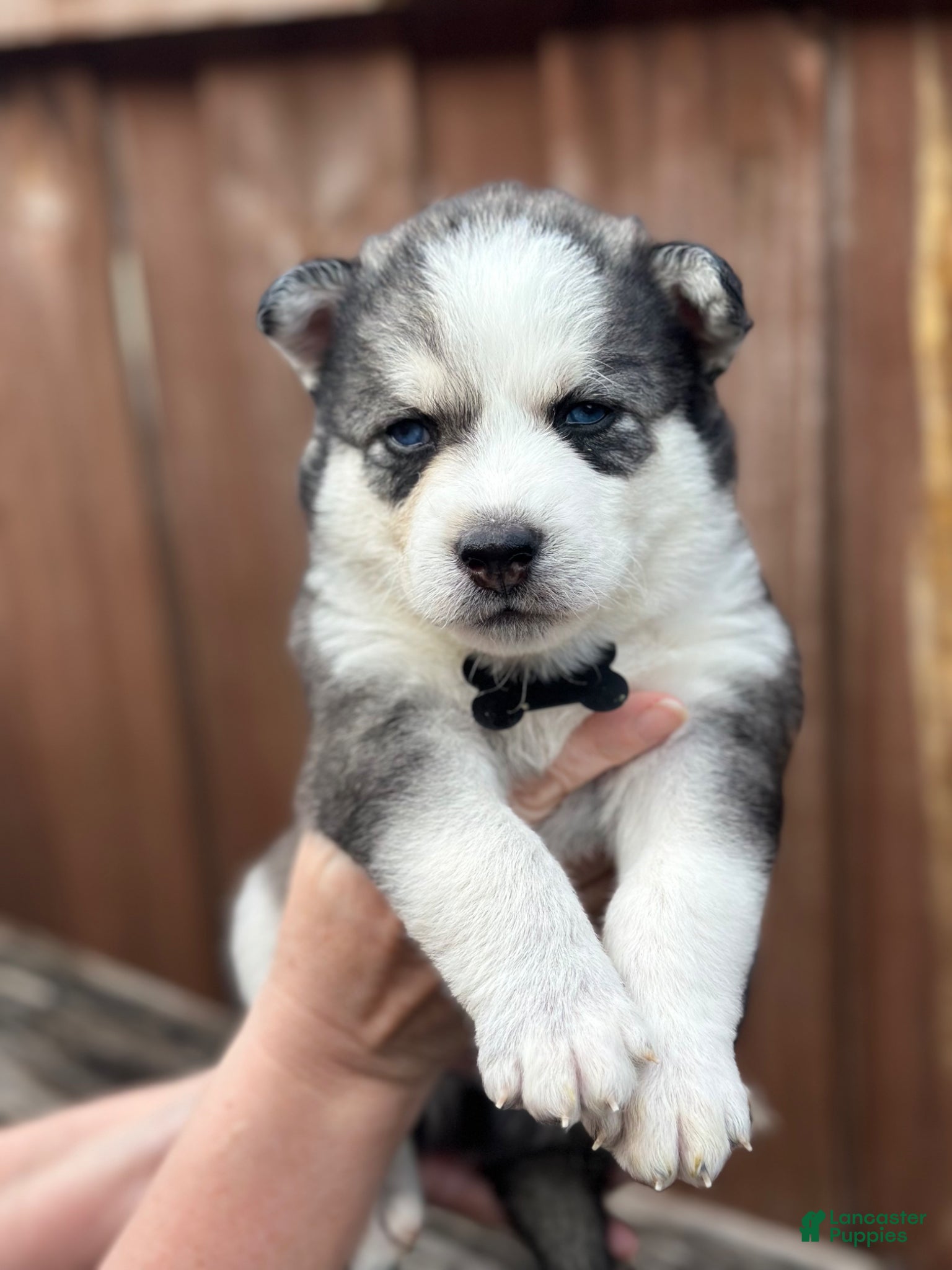 Pomsky dogs Aspen - Ad 7