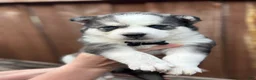Pomsky dogs for sale: Aspen - Ad 1