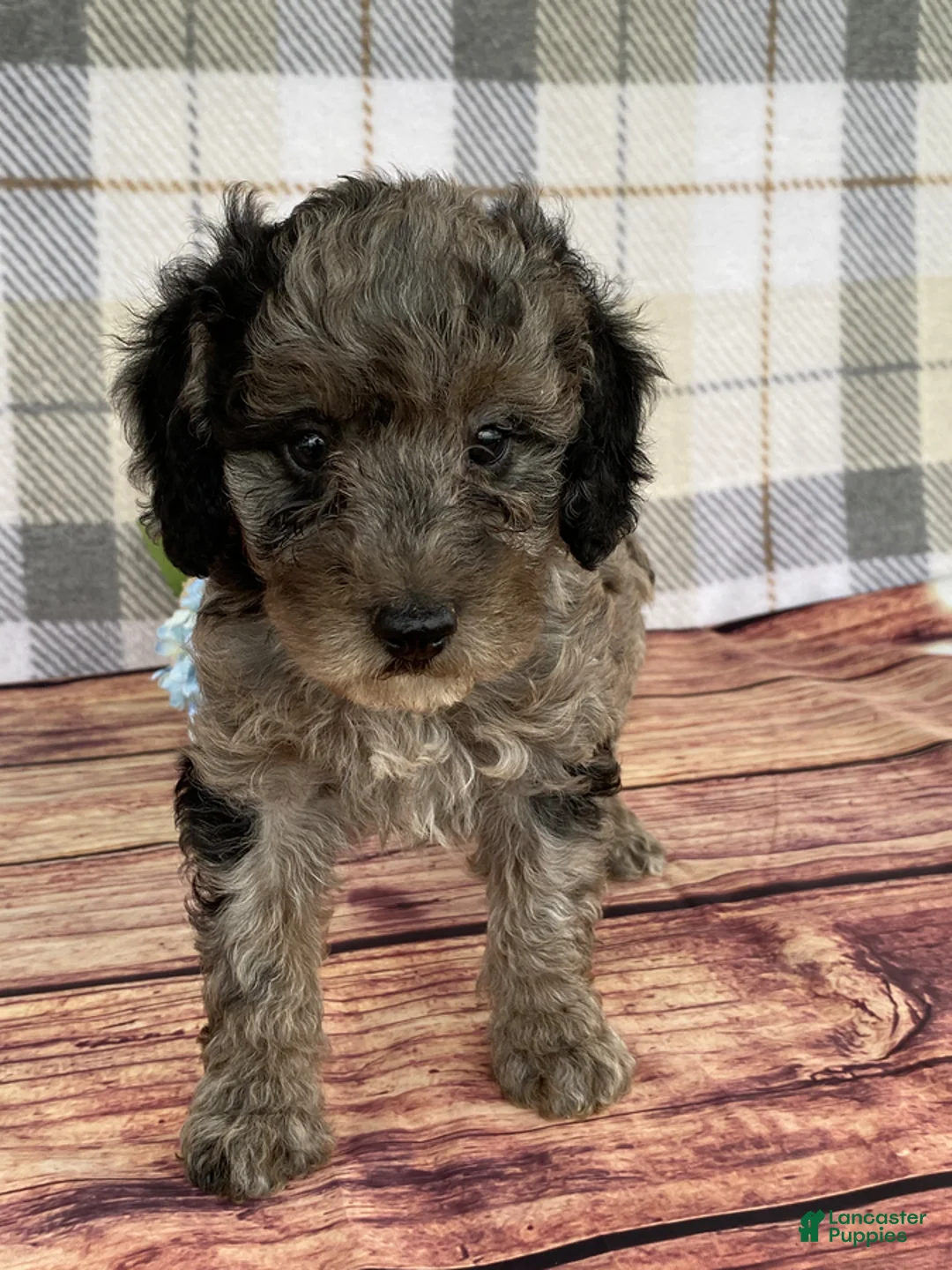 Miniature Labradoodle dogs for sale: Terry - Ad 8