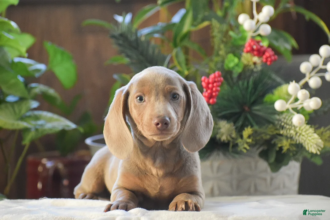 Dachshund dogs for sale: Frosty - Ad 5