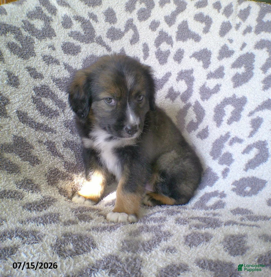 Miniature Australian Shepherd dogs Lilac - Ad 2