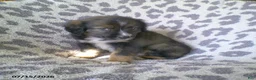 Miniature Australian Shepherd dogs for sale: Lilac - Ad 2