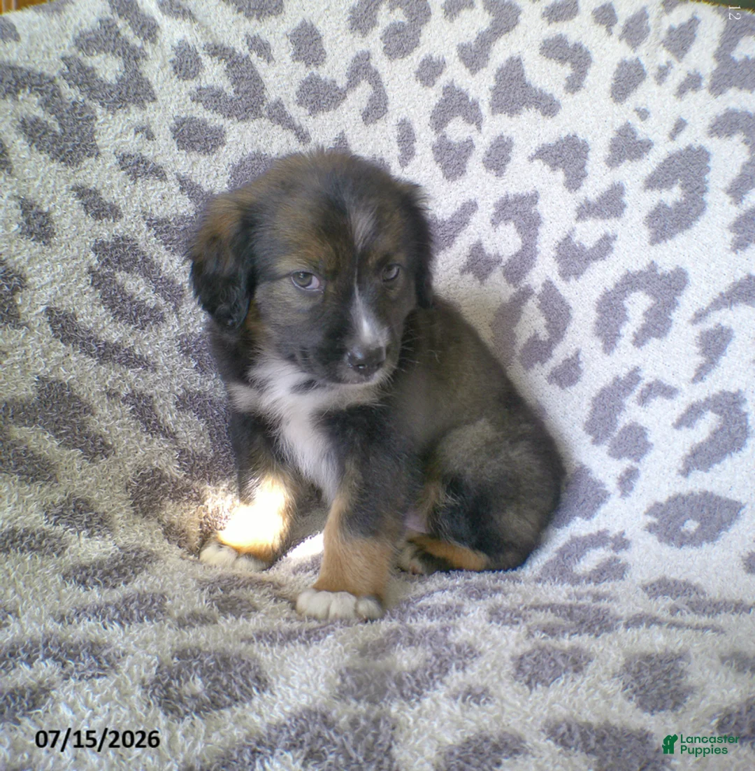 Miniature Australian Shepherd dogs for sale: Lilac - Ad 2