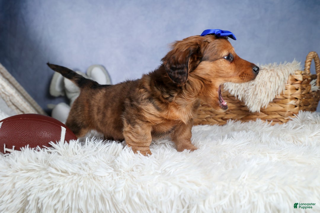 Miniature Dachshund dogs for sale: Jasper - Ad 14
