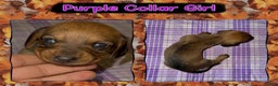 Miniature Dachshund dogs for sale: Purple Collar Girl - Ad 3