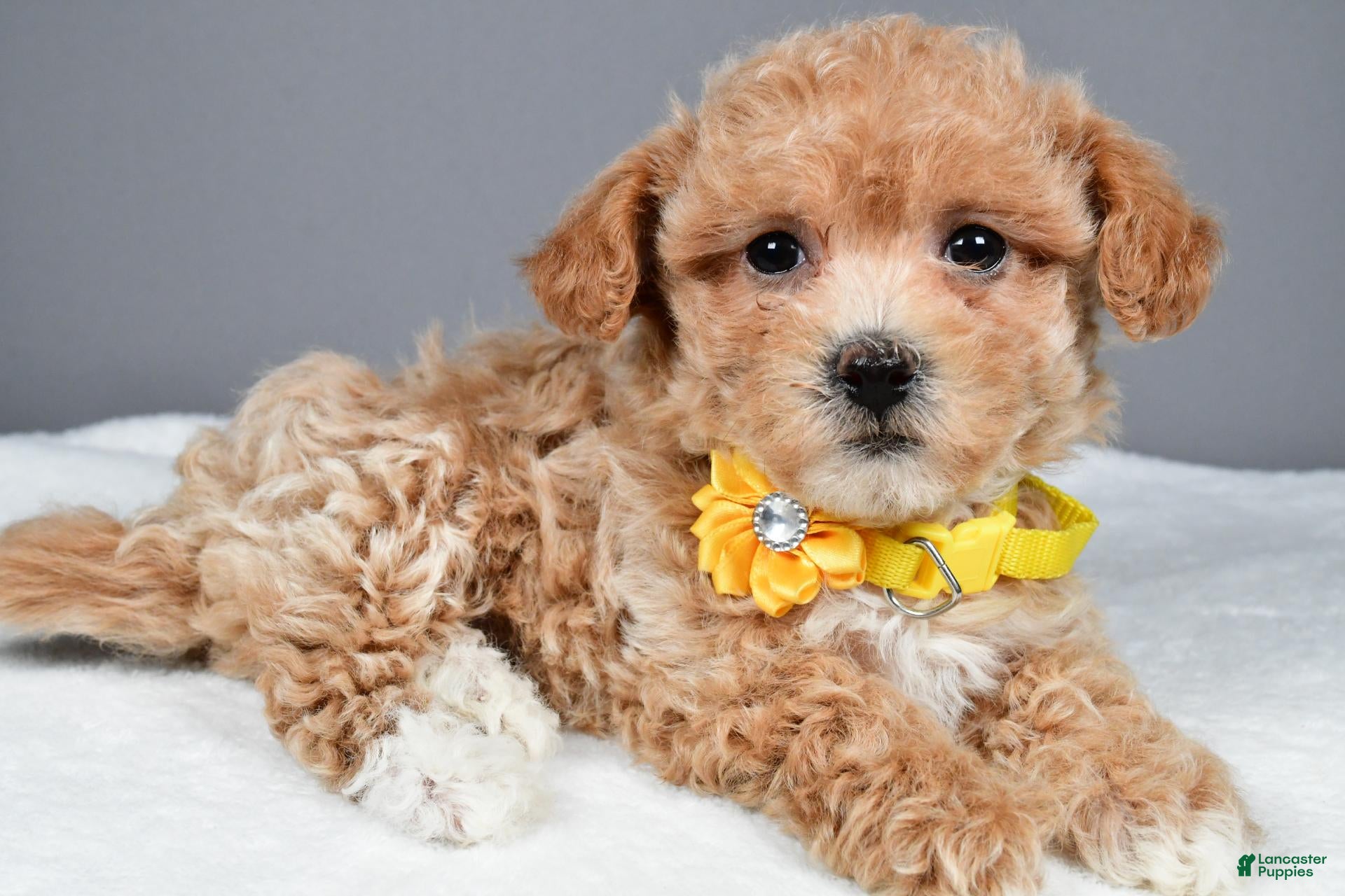 Maltipoo dogs Macey - Ad 2