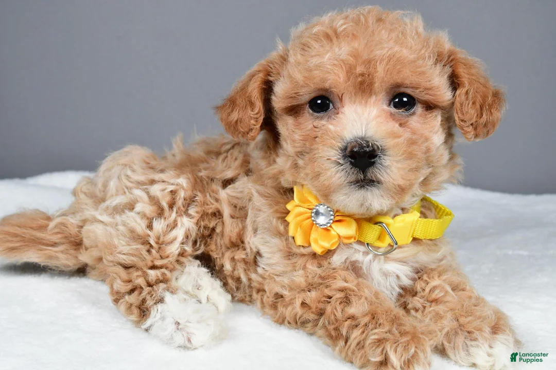 Maltipoo dogs for sale: Macey - Ad 2