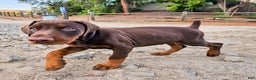 Doberman Pinscher dogs for sale: Red Male - Ad 3