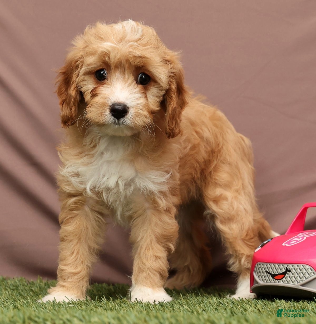 Cavapoo dogs Lisa - Ad 7