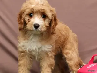 Cavapoo dogs Lisa - Ad 11